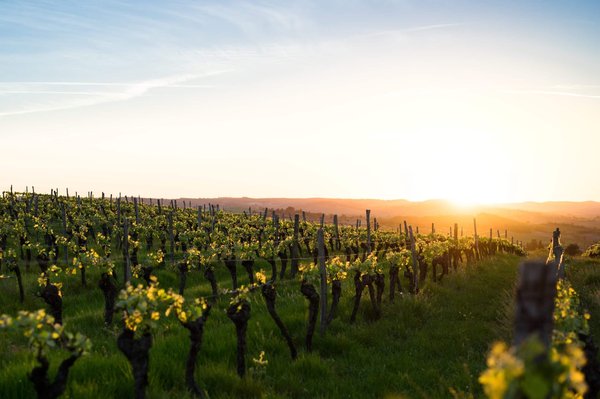 Quels sont les vignobles les plus renommés en France ?